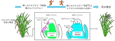 【横浜市立大学】花をつくる新メカニズム「フロリゲン・リレー」の発見