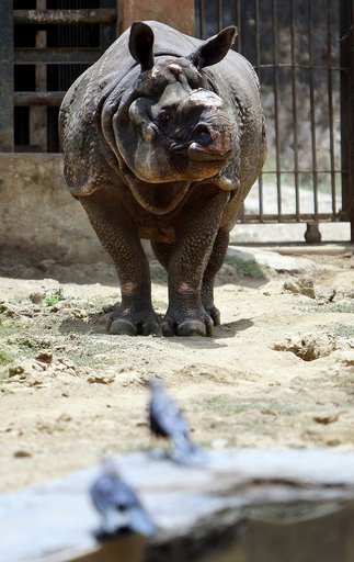 「彼女いない歴20年」の印動物園のサイ、ついにお嫁さんが?