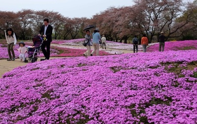 一面ピンク、芝桜がシーズンに 群馬