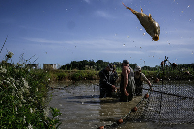【今日の1枚】夏のコイ、大漁を期待 フランス