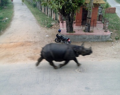 ネパールの街角でサイ暴走、1人死亡