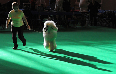 英国で恒例の国際ドッグショー「クラフツ」