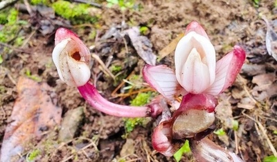 中国雲南省 希少ランの「ショウキラン」を新記録種として初確認