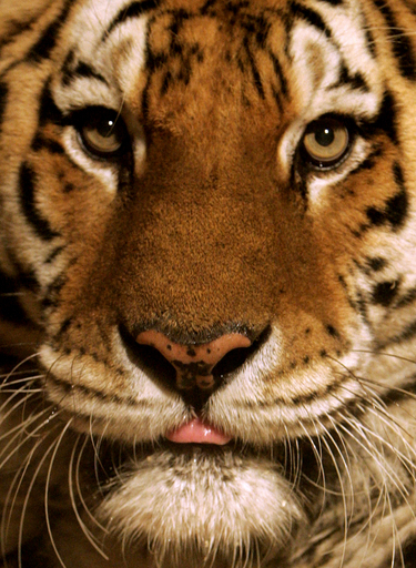 脱走トラが3人殺傷、米サンフランシスコ動物園