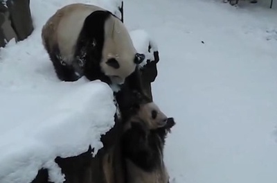 憂慮すべき状況 中国から米国に貸与中のパンダの1頭が死亡 1頭が病気