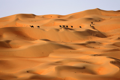 砂漠に猫150匹置き去り、多数死ぬ UAE