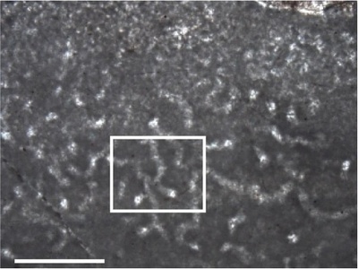 8億9000万年前の海綿構造、地球最古の動物化石か 研究