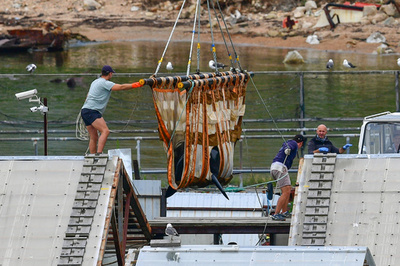 ロシアの「イルカ監獄」、シャチ全頭解放 シロイルカは残り75頭に