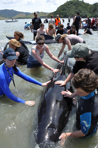 相次いで大量のクジラ打ち上げられる、ニュージーランド海岸