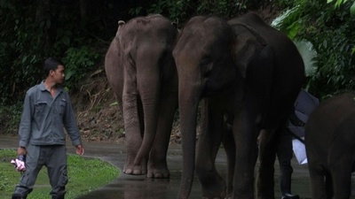動画：さまよう野生ゾウ 共生探る中国の村