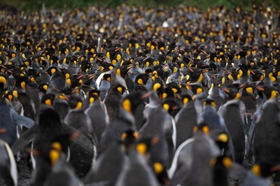 オウサマペンギン大集合 仏領クローゼー諸島