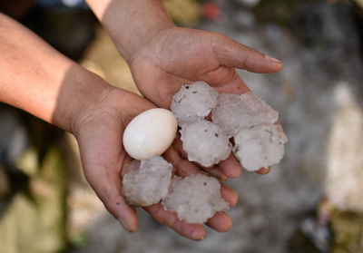 タマゴ大のひょう 農家への被害深刻 貴州省