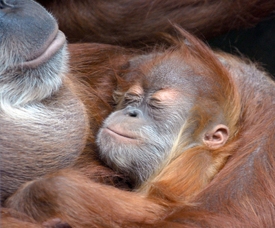 ママに抱かれてすやすや、オランウータンの赤ちゃん 独ドレスデン