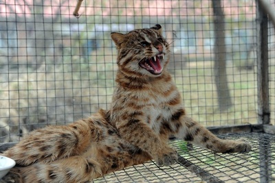 ヤマネコ焼く？動画をライブ配信、男を逮捕 雲南省