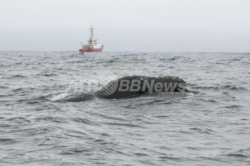 絶滅危惧種のセミクジラ、60年ぶりにカナダ沖で目撃