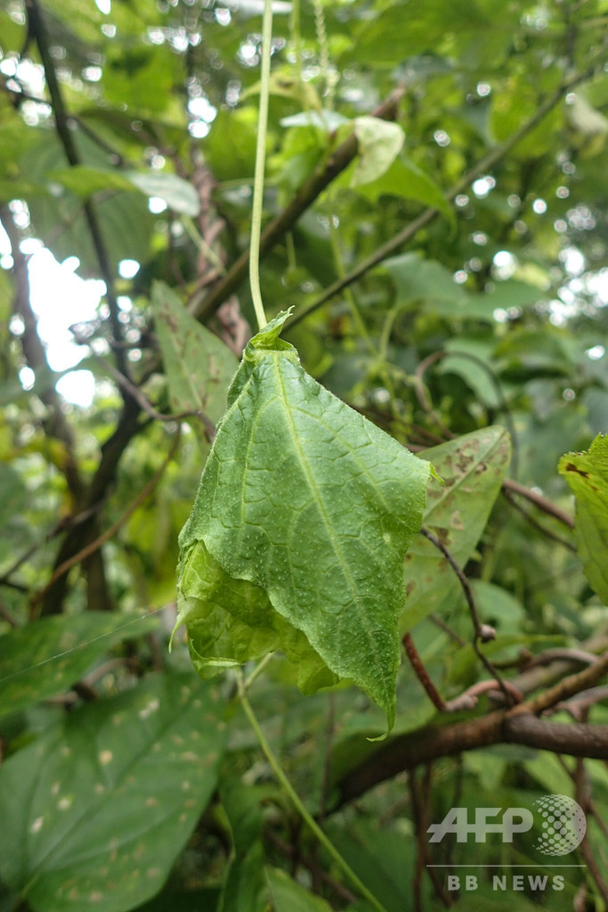 つる植物の特異な「葉の温室」 91歳の自然ボランティアが発見 山形