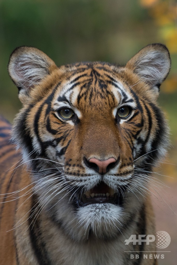 米ny動物園のトラが新型コロナ陽性 無症状の飼育員から感染か 写真2枚 国際ニュース Afpbb News