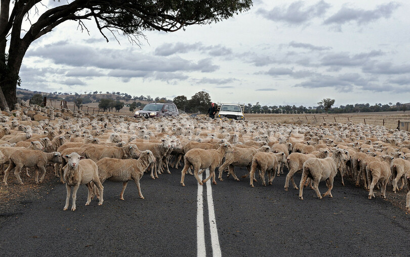 車もお手上げ 道路をふさぐ羊たち オーストラリア 写真1枚 国際ニュース Afpbb News