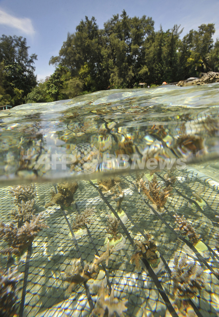 海洋公園でサンゴの養殖、タイマイの繁殖地を守れ インドネシア