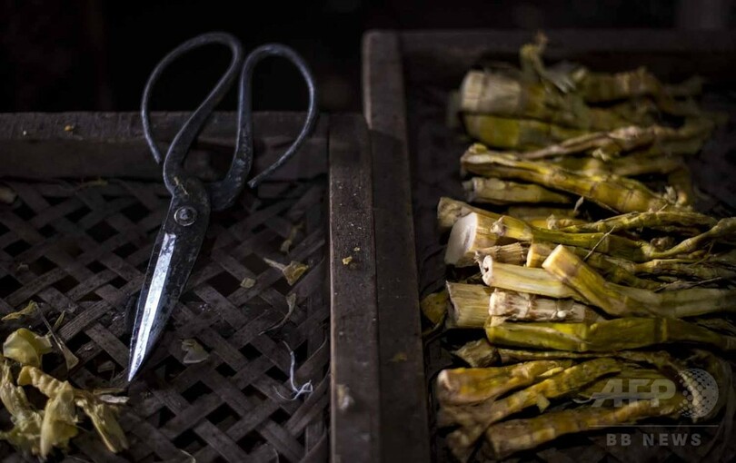 【AFP記者コラム】中国のタケノコ産地、取材してみた		