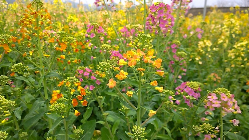 黄色だけじゃない 38色の菜の花が彩る春 中国 江西省 写真7枚 国際ニュース Afpbb News
