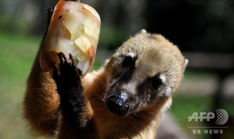 ひんやりおいしい 氷で涼をとる動物たち ローマ 写真11枚 国際ニュース Afpbb News