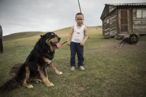 モンゴルの最良の友 牧畜犬モンゴリアン バンホールを救え 写真6枚 国際ニュース Afpbb News