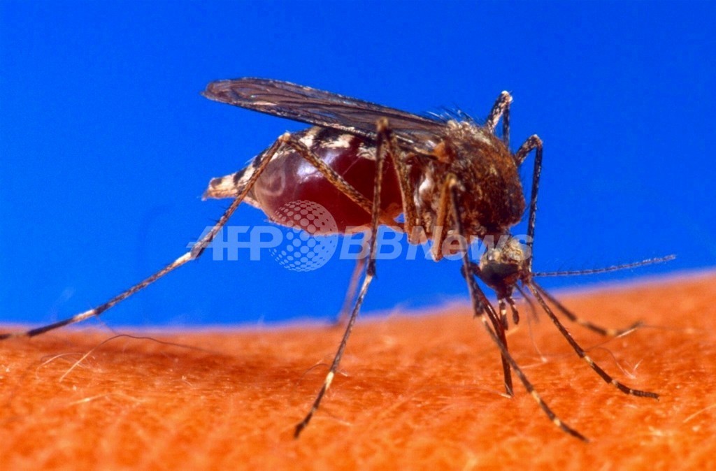 蚊に細菌を感染させて伝染病の拡大を抑制、豪研究 蚊に細菌を感染させて伝染病の拡大を抑制、豪研究
