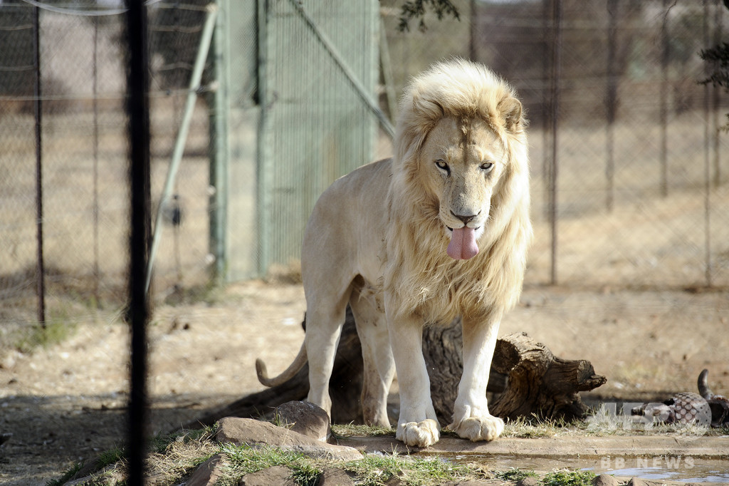 切り刻まれたライオンの死骸8体発見 鼻と足を切断 南アフリカ 写真1枚 国際ニュース Afpbb News