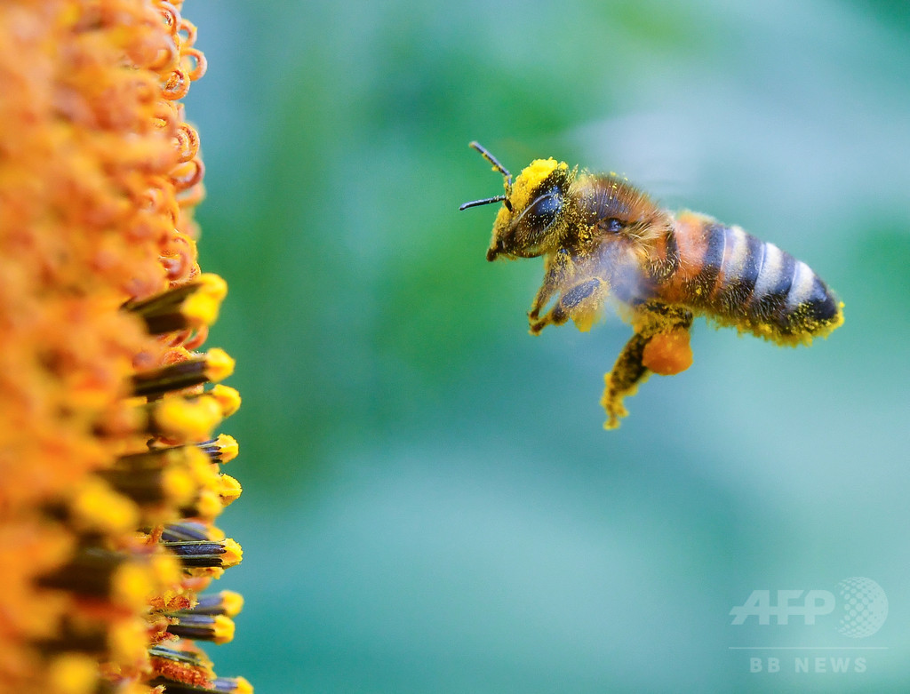 ネオニコチノイド系殺虫剤で、ミツバチの精子減少 ネオニコチノイド系殺虫剤で、ミツバチの精子減少