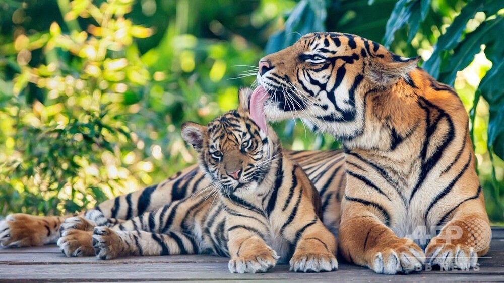 世界トラの日 スマトラトラの親子写真公開 豪動物園 写真9枚 国際ニュース Afpbb News