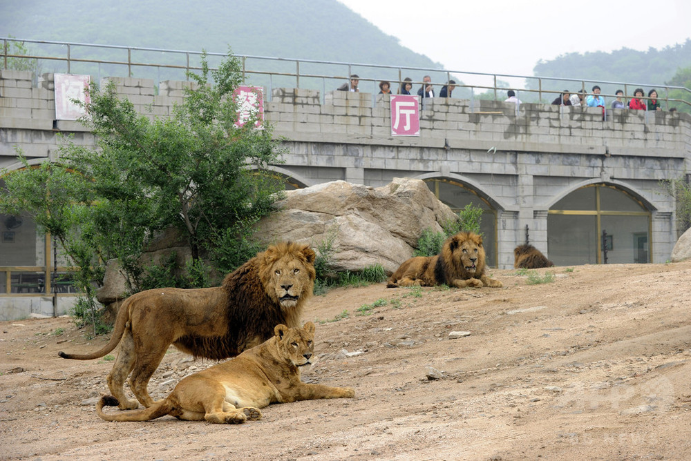 ライオンが飼育係殺し脱走 警察が射殺 中国 写真1枚 国際ニュース Afpbb News