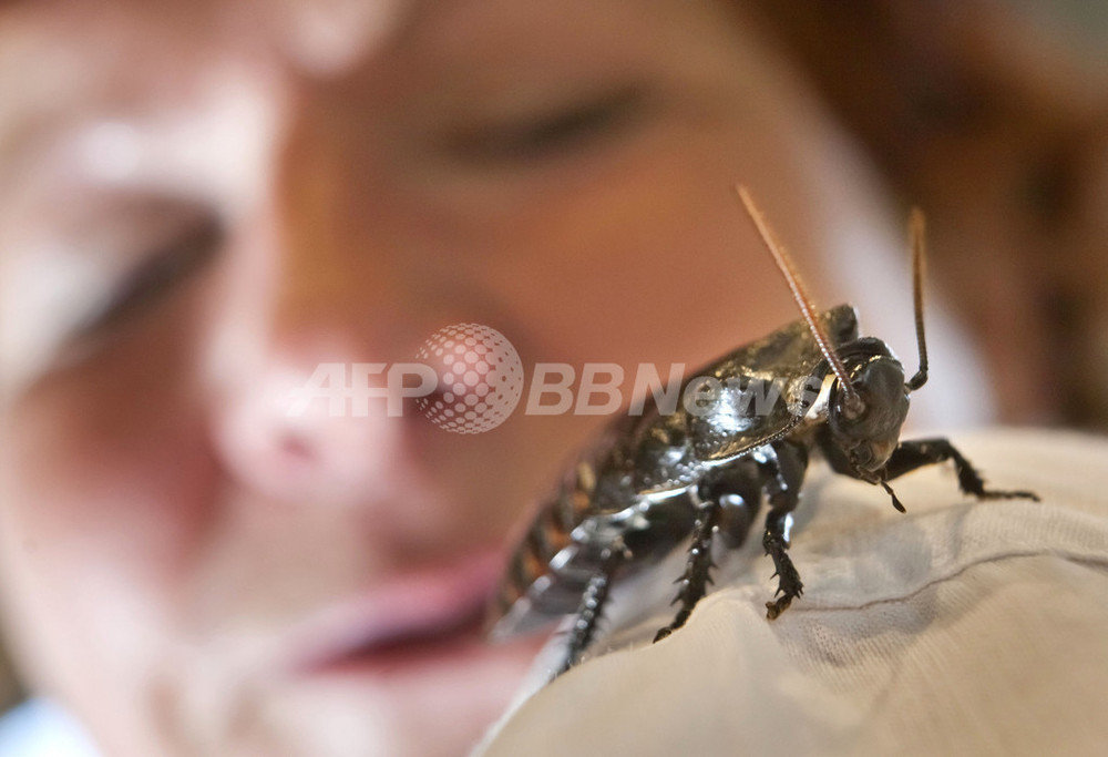 ナポリでゴキブリが大量発生 暑さと不適切なごみ処理が原因か 写真1枚 国際ニュース Afpbb News