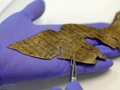 死海文書の断片を取り扱うイスラエル考古学庁職員。エルサレムで（2020年6月2日撮影）。(c)MENAHEM KAHANA / AFP