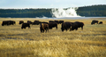米イエローストーン国立公園（Yellowstone National Park）内で、草を食べるバッファローの群れ。

1872年に米国初の国立公園として設立されたイエローストーンには、1万を超える間欠泉や泥間欠泉、蒸気孔、温泉がある。ワイオミング（Wyoming）、モンタナ（Montana）、アイダホ（Idaho）の3州にまたがり、公園名はイエローストーン川（Yellowstone River）にちなんでいる（2012年10月8日撮影）。(c)AFP/Karen BLEIER