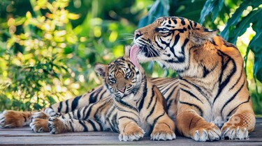 世界トラの日」 スマトラトラの親子写真公開 豪動物園 写真9枚 国際ニュース：AFPBB News