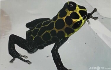 中国の上海税関 世界で毒性最強のカエルを押収 写真1枚 国際ニュース