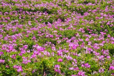 レンゲソウが宇宙に行って能力アップ・中国