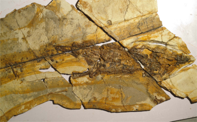 中国で1億3千年前の恐竜皮膚化石見つかる