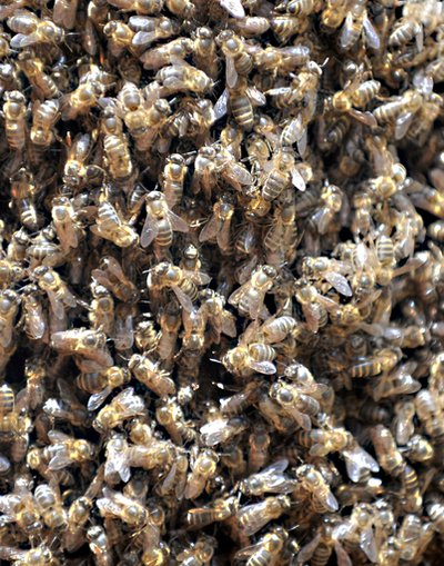 モロッコ中北部にハチの大群、発生