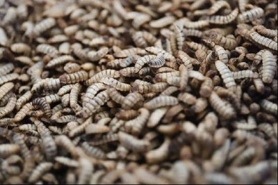 中国白酒大手「茅台」がペット市場に進出 昆虫タンパク入りペットフード生産