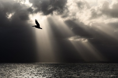 【今日の1枚】ペリカン、悠々と グアドループ