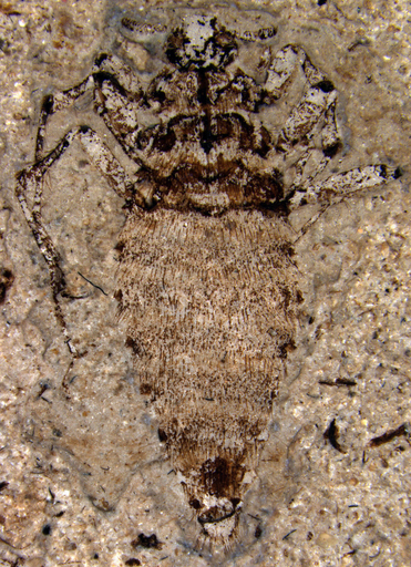 恐竜時代の巨大ノミ、体長2センチの化石発見 中国