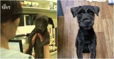 爪を抜かれた犬「ネロ」が17歳で旅立って1年…天国の君へ届いた、ひとつの法案 [韓国記者コラム]