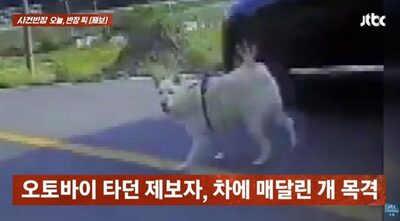 犬のリード、車につないで走行、必死に走る犬、時速を上げる車…韓国・身勝手な中年女性の衝撃映像