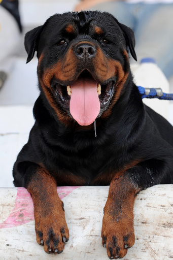 欧州議会選挙に犬が有権者登録、英国でトラブル