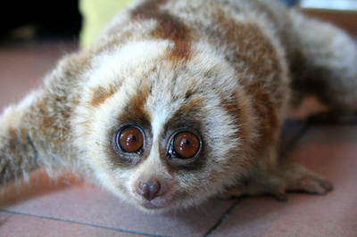 雲南のバナナ畑で震えていた「ムクムクの毛のサル」、スローロリスと判明