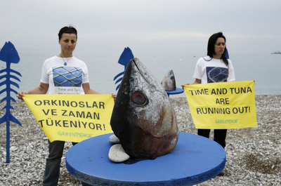 グリーンピース、来年のクロマグロ漁獲量を「持続不可能」なレベルと批判