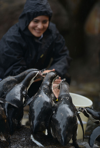 のびのび泳ぐペンギンたち、グアテマラ