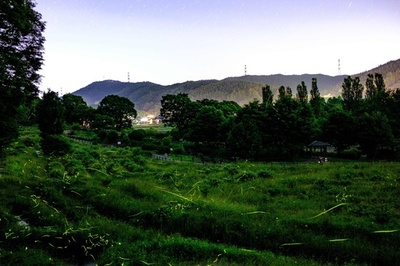 ホタルの乱舞、今年は無観客 長野県辰野町